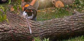 Best Storm Damage Tree Cleanup  in Oran, MO