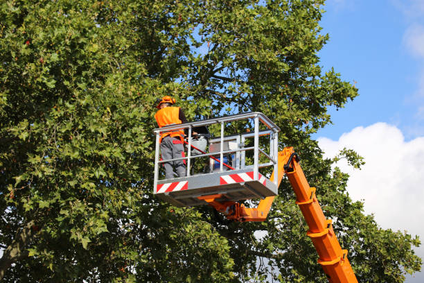 Best Tree Trimming and Pruning  in Oran, MO