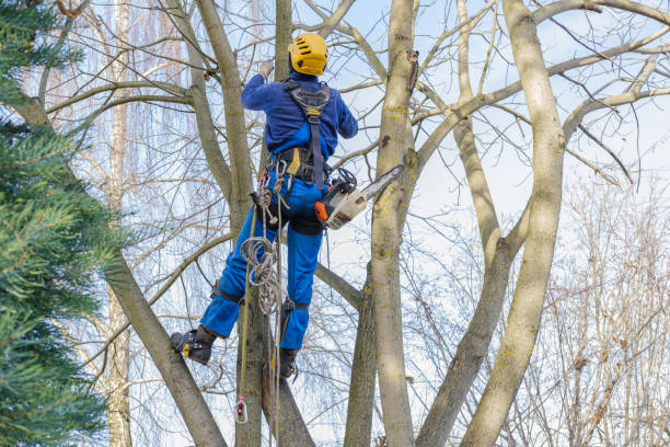 Best Tree Disease Treatment  in Oran, MO