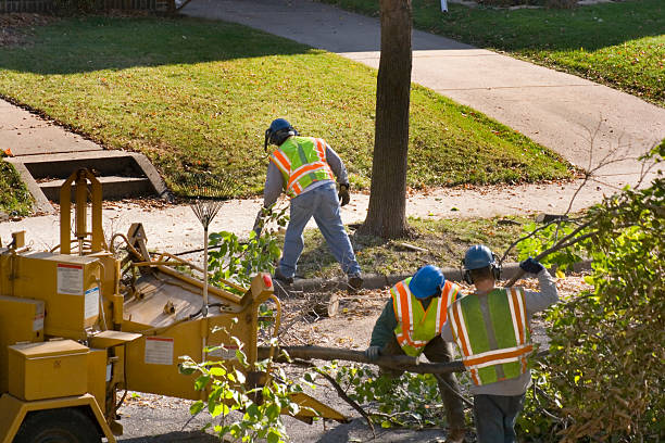 Best Palm Tree Trimming  in Oran, MO